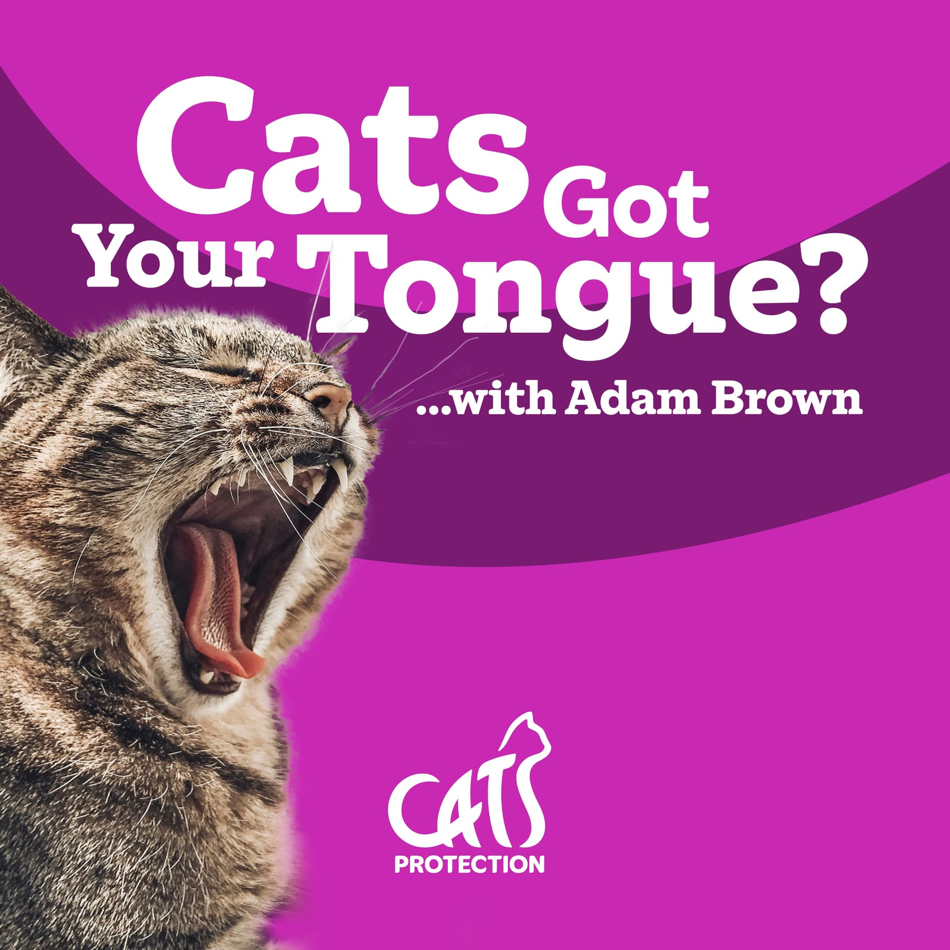 Cats Got Your Tongue?