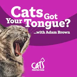 Review: Cats Got Your Tongue?